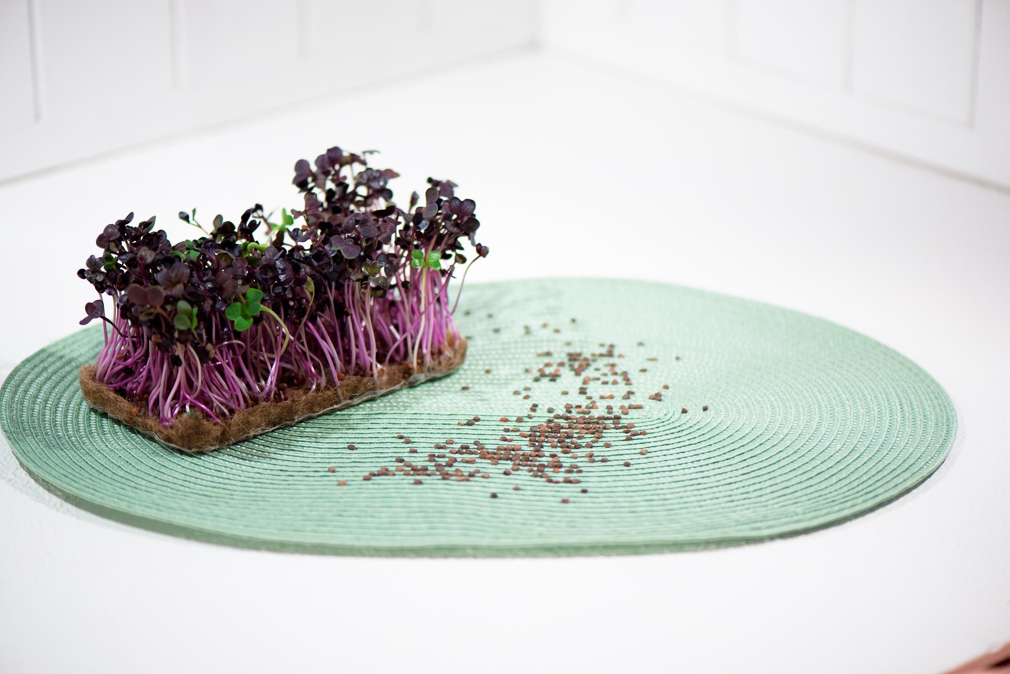 Plating designer arranging microgreens